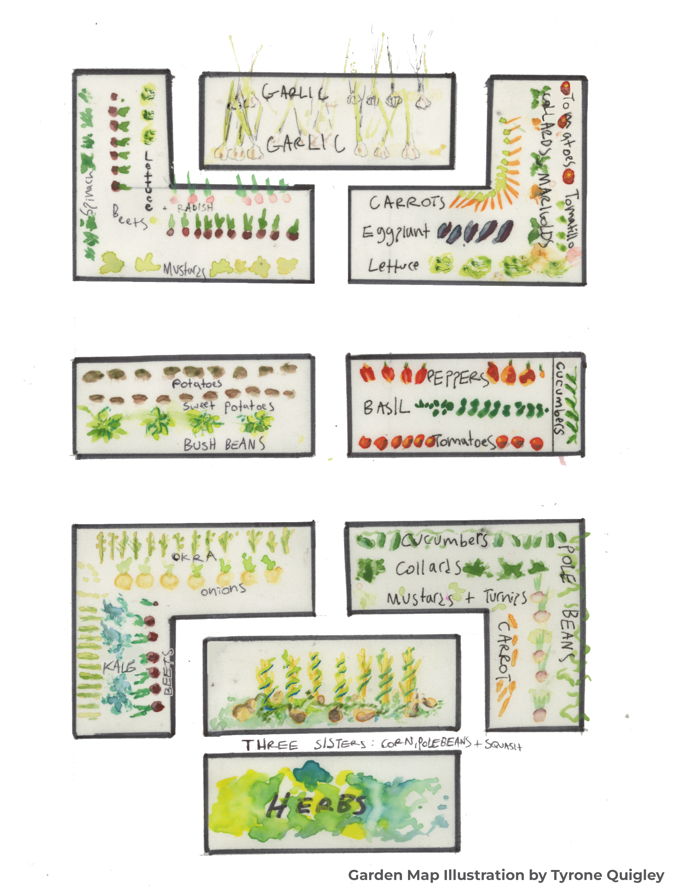 A watercolor painting of the planting layout of the garden beds