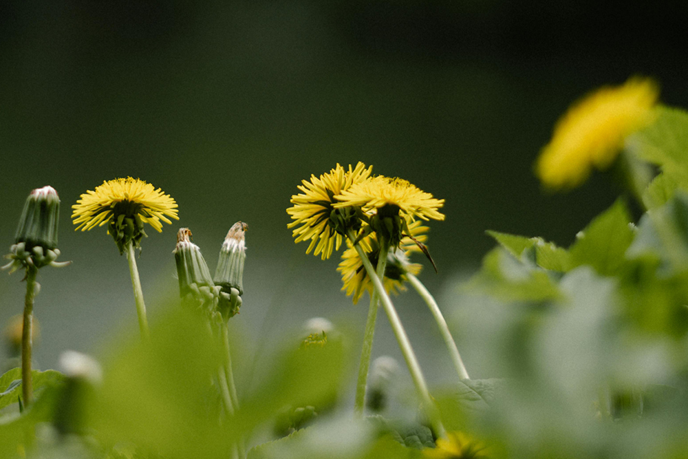 Abundance Garden Dandelions Thumb