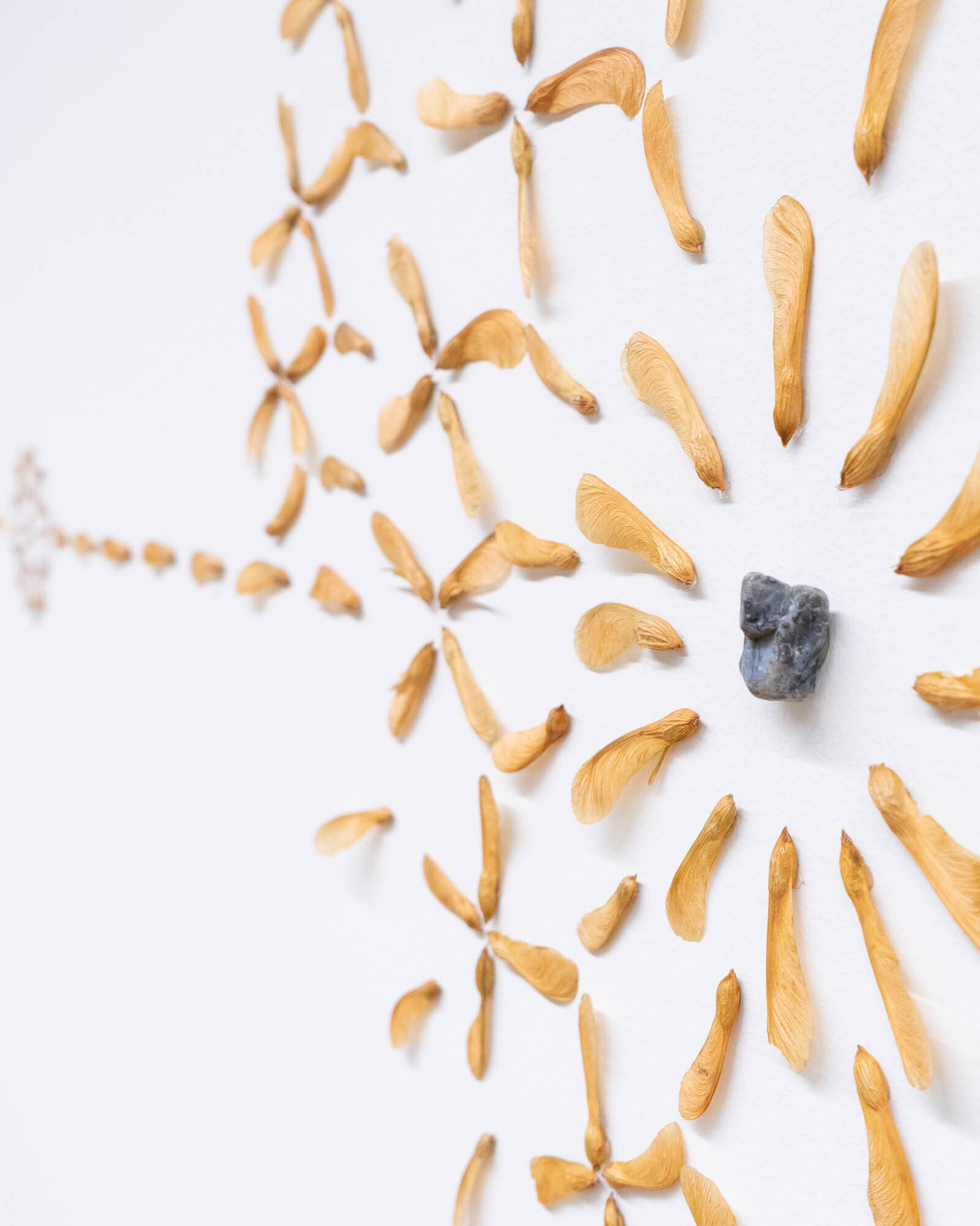 Maple Seeds Are Mounted On A White Wall In A Circular Design